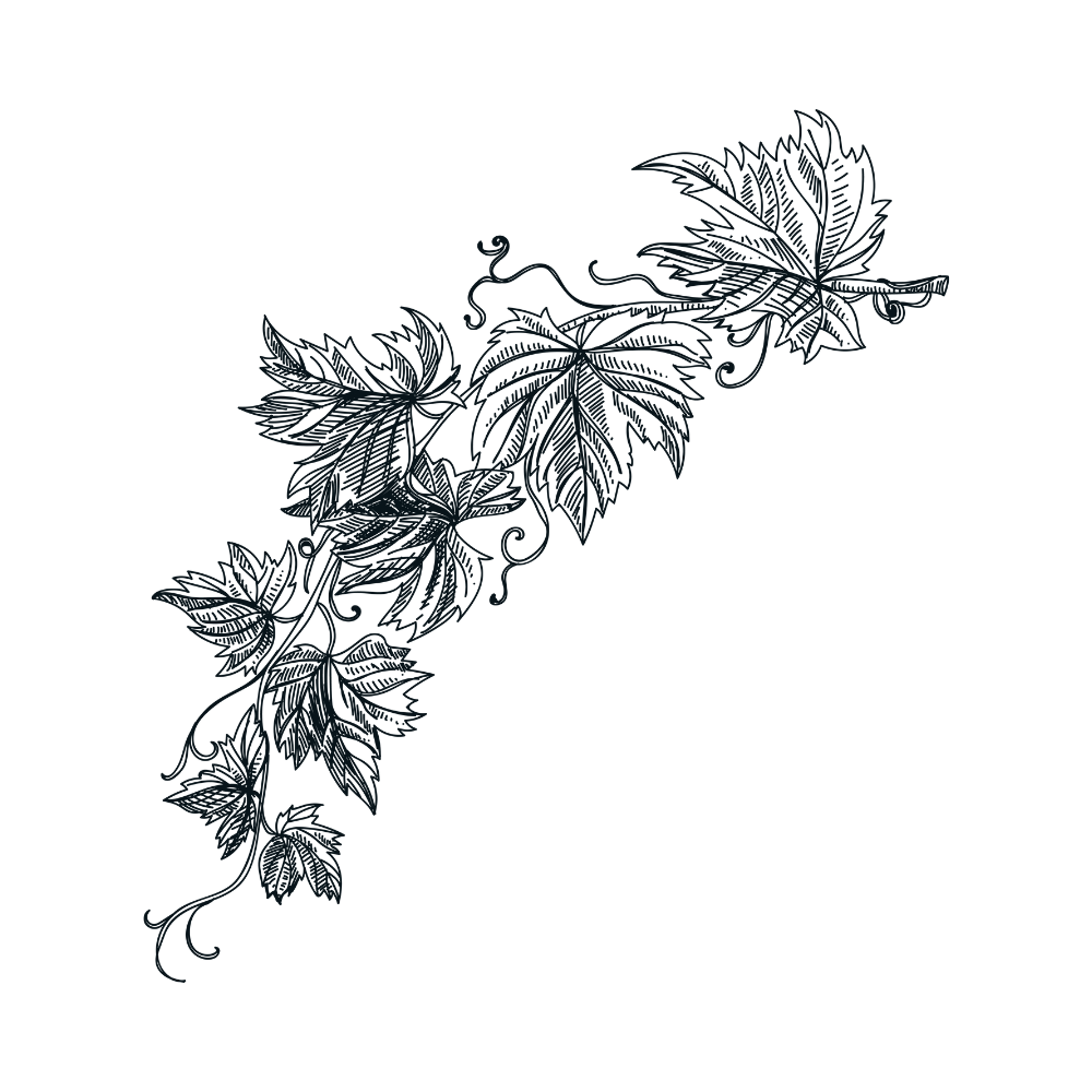 Carignan